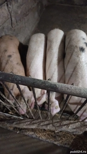 porci grasi devanzare - imagine 4