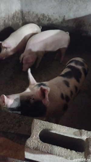 porci grasi devanzare - imagine 3