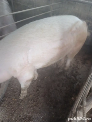de vanzare 3porci - imagine 2