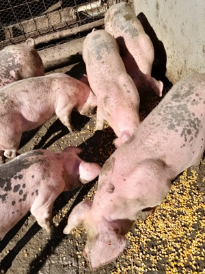 Purcei de vânzare  - imagine 2