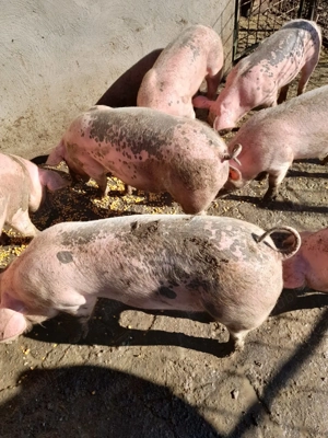 Purcei de vânzare  - imagine 3