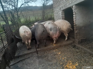 de vanzare porci - imagine 3