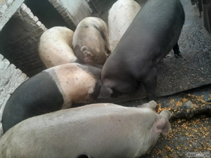 de vanzare porci - imagine 2