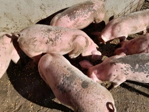 Purcei de vânzare  - imagine 4