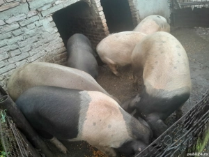 de vanzare porci - imagine 4