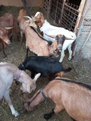 Vând capre tinere  - imagine 2