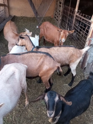 Vând capre tinere  - imagine 3