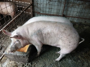 Vand porci  - imagine 3