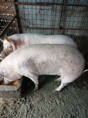 Porci de vanzare - imagine 5