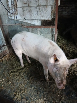Porci de vanzare - imagine 3