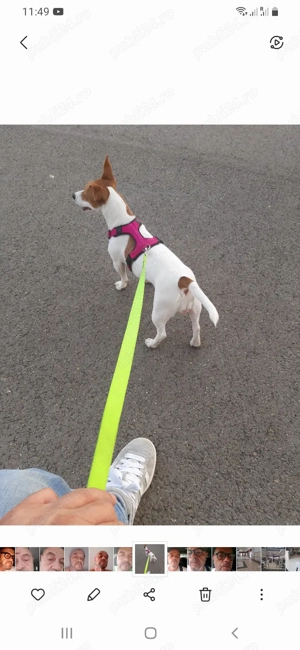 Catei de vanzare jack russell Jack russel terrier in bucaresti 