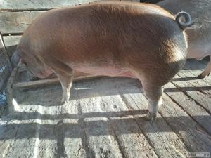 porc de vanzare - imagine 3