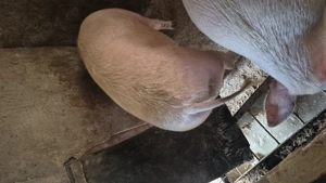 Vând porci aproximativ 200 kg -Valea Chintaului  - imagine 2