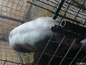 purcei pietrani de vânzare  - imagine 2