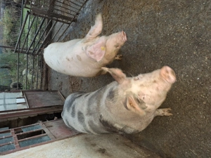 Vand porci de carne - imagine 3