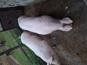 Vand porci de carne - imagine 2