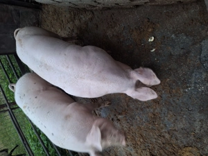 Vand aceste mascote - imagine 5