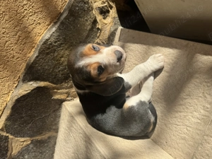 Pui beagle tricolor rasa pura - imagine 3