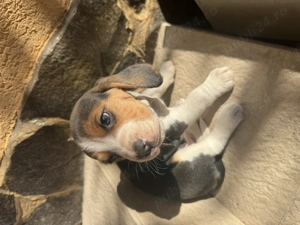 Pui beagle tricolor rasa pura