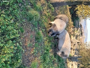 porci de vânzare  - imagine 2