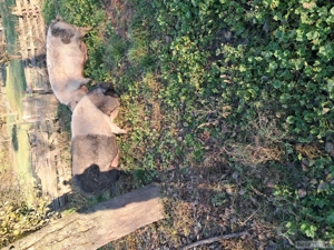 porci de vânzare  - imagine 3