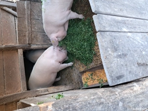 porci de vânzare  - imagine 4