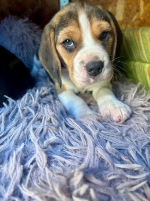 Pui beagle tricolor rasa pura - imagine 2