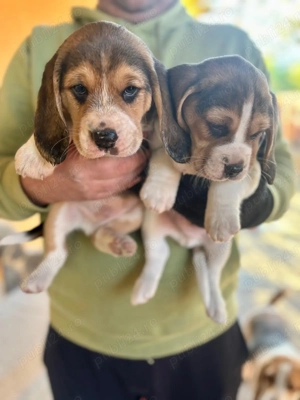 Pui beagle tricolor rasa pura - imagine 4