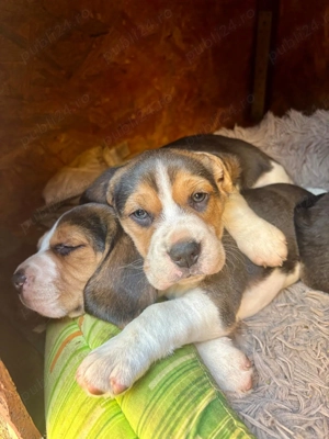 Pui beagle tricolor rasa pura - imagine 5