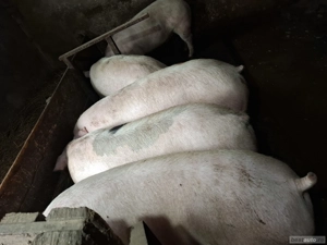 Vand porci pentru Carciun .(Crescuți ca pe vremuri!) 