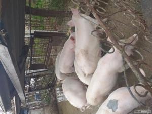 de vânzarea crescut in gospodărie proprie 1500 perechea 