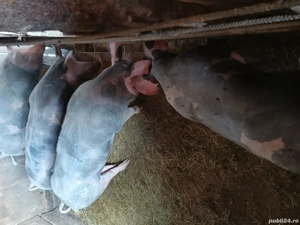 purcei pietrani de vânzare  - imagine 3