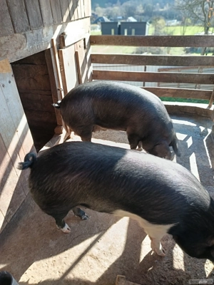 vând porci  - imagine 2