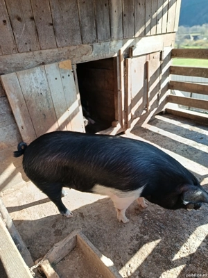 vând porci  - imagine 3