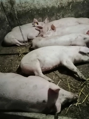 Porci de vinzare - imagine 2