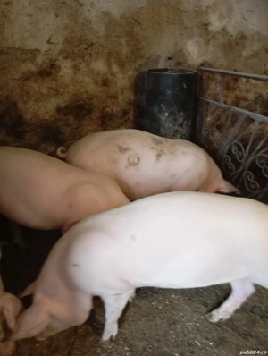 vand un porc de circa 90  100 kg