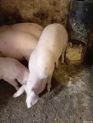 vand un porc de circa 90  100 kg - imagine 3