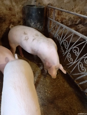 vand un porc de circa 90  100 kg - imagine 2