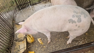 Vând porci  - imagine 4