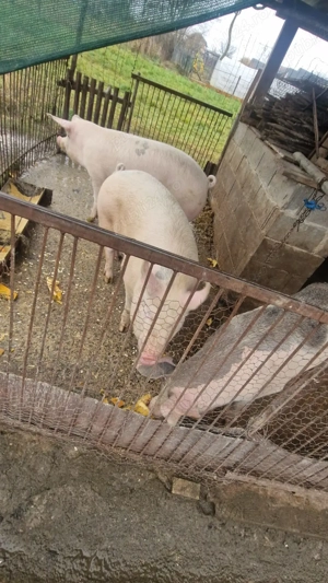 Vând porci  - imagine 5