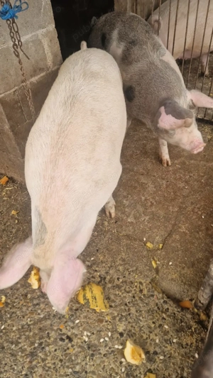 Vând porci  - imagine 2