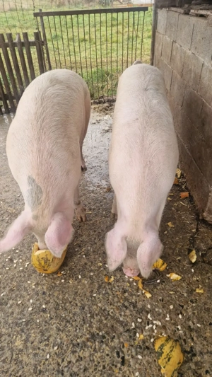 Vând porci  - imagine 3