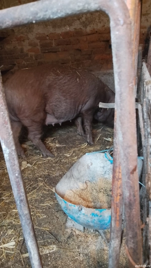 vand scroafa de fatata 