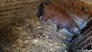 vand scroafa de fatata  - imagine 4