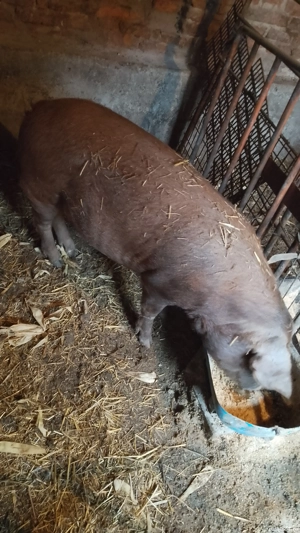 vand scroafa de fatata  - imagine 2