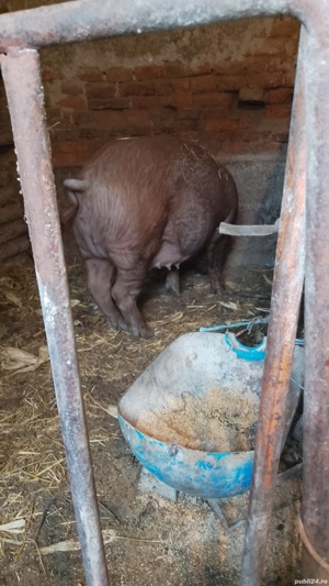 vand scroafa de fatata  - imagine 3