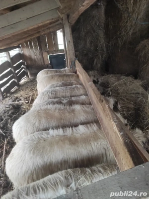 oi de vânzare  - imagine 3
