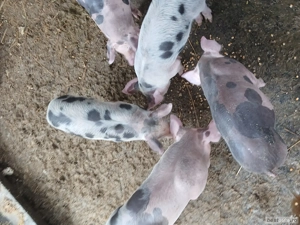 Purceluși  - imagine 4