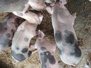 Purceluși  - imagine 2