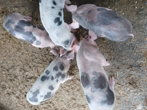 Purceluși  - imagine 3